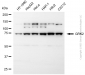 KD-Validated Anti-GRK2 Rabbit Polyclonal Antibody